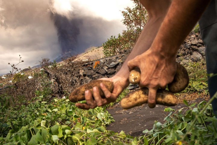 Farmer potatoes ash volcano La Palma