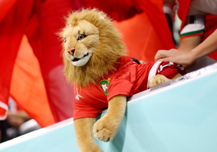 Morocco, the Atlas Lions, ready for semi-final against France
