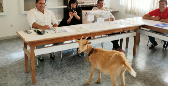 Una cabra se cuela en un colegio electoral de Setecoros