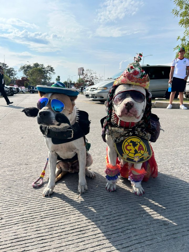 Perritos aficionados arriban al Cuauhtémoc en el partido de México y Ghana