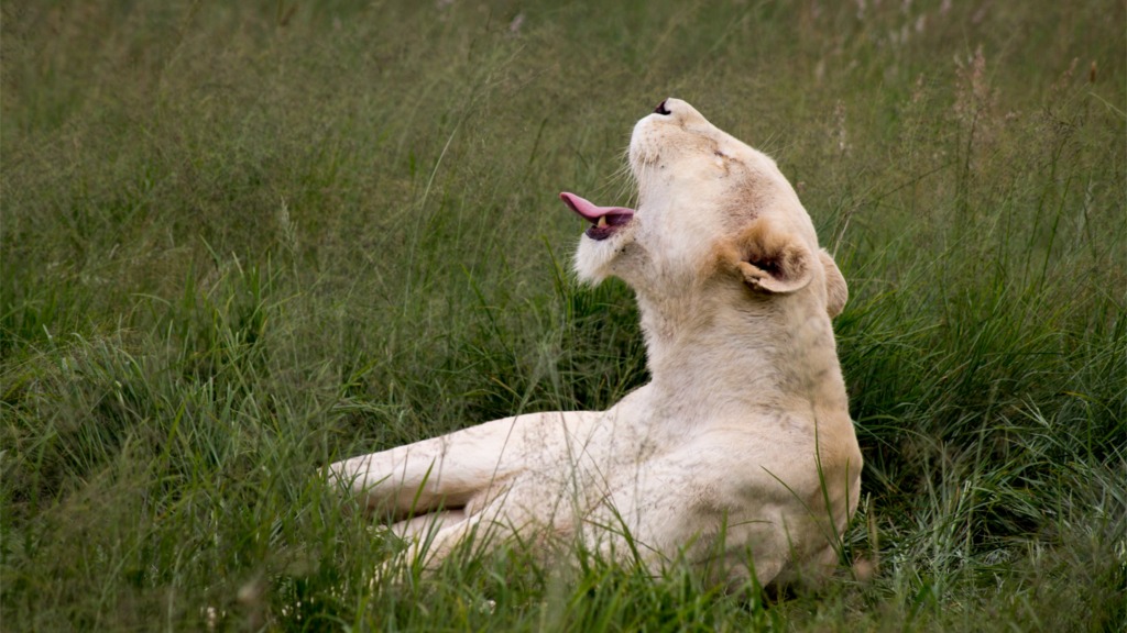 Programación TV: Supervivientes de las planicies: Los leones de Tsavo -  