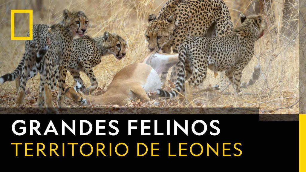 Programación TV: Territorio de leones | Rivales natos 